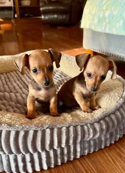 Tater -  Dachshund Dog for Adoption in Boulder, Colorado - Tater | PetCurious