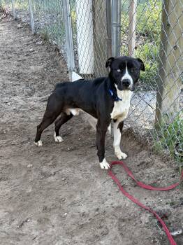 Mixed Breed Dogs Available for Adoption in Big Rapids, Michigan - Dickie | PetCurious