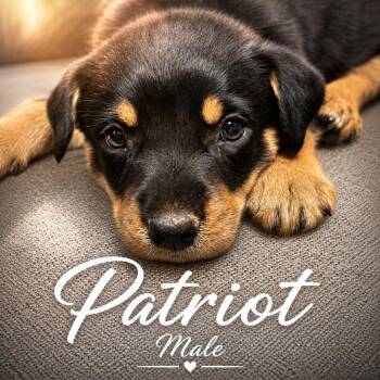 Patriot -  Labrador Retriever Dog for Adoption in Wadena, Minnesota - Patriot | PetCurious