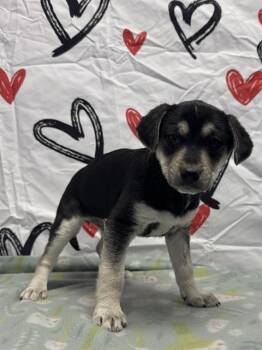 American Bulldog Dogs Available for Adoption - PANSY | PetCurious