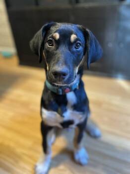 Mac -  German Shorthaired Pointer and Husky Dog for Adoption in Pleasant Hill, California - Mac | PetCurious