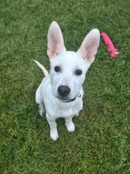 Gio Jc -  Cane Corso and Siberian Husky Dog for Adoption in Dallas, Texas - Gio Jc | PetCurious