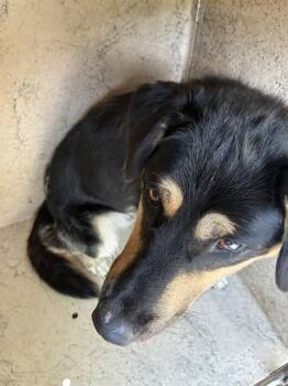 DOUG -  German Shepherd Dog and Mixed Breed Dog for Adoption in Oklahoma City, Oklahoma - DOUG | PetCurious