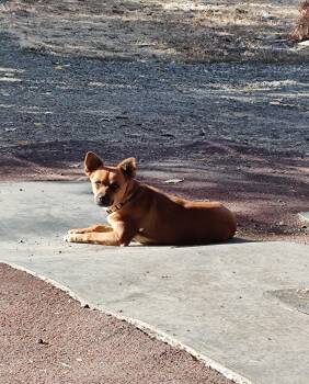 Rescue Mixed Breed Dogs for Adoption in Vacaville, California - Georgia | PetCurious