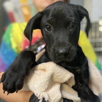 Poppy -  Black Labrador Retriever and Mixed Breed Dog for Adoption in Hattiesburg, Mississippi - Poppy | PetCurious