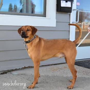 Redbone Coonhound and Mixed Breed Dogs Available for Adoption in Cheyenne, Wyoming - Moose | PetCurious
