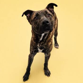 Shepherd Dogs Available for Adoption in Concord, North Carolina - Bolt | PetCurious