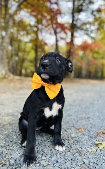 Rescue Bloodhound Dogs for Adoption in Albemarle, North Carolina - Raven | PetCurious