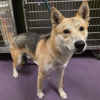 CHALI -  Siberian Husky and German Shepherd Dog Dog for Adoption in Long Beach, California - CHALI | PetCurious