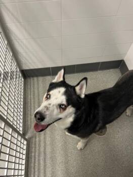 Siberian Husky Dogs Available for Adoption in Loveland, Colorado - MYLO | PetCurious