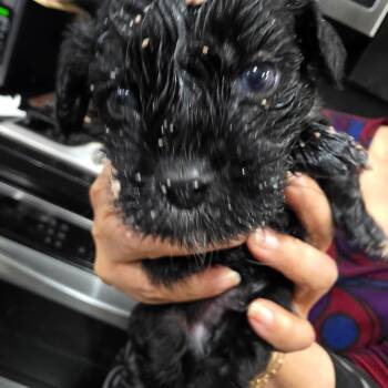 Mixed Breed Dogs Available for Adoption in Webster, Texas - Octavio | PetCurious