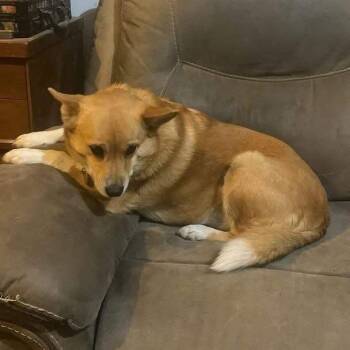 Corgi Dogs Available for Adoption - Foxxy | PetCurious