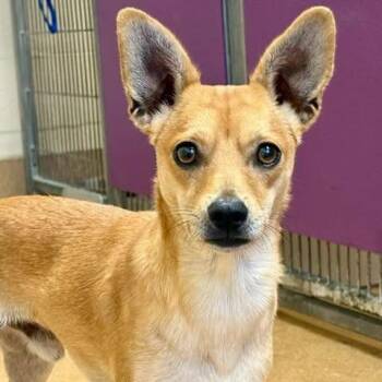 Donatello -  Chihuahua and Mixed Breed Dog for Adoption in San Francisco, California - Donatello | PetCurious