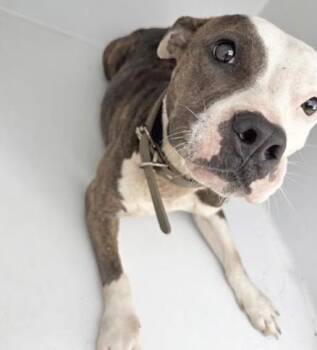 A657260 -  Pit Bull Terrier Dog for Adoption in Houston, Texas - A657260 | PetCurious