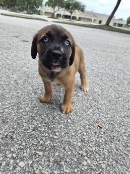 Mastiff and Black Mouth Cur Dogs Available for Adoption in Orlando, Florida - Lexu | PetCurious