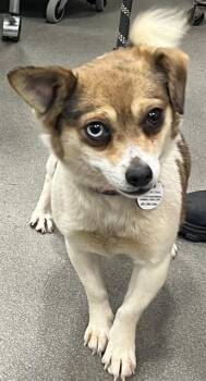 Chihuahua and Mixed Breed Dogs Available for Adoption - RANZA | PetCurious