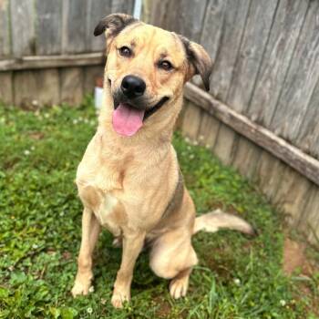 Rescue German Shepherd Dog and Mixed Breed Dogs for Adoption in Mount Vernon, Indiana - Ollie | PetCurious