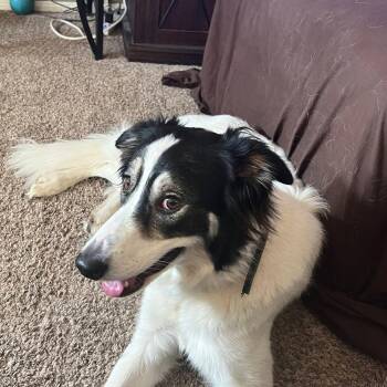 June -  Border Collie Dog for Adoption in Ellensburg, Washington - June | PetCurious