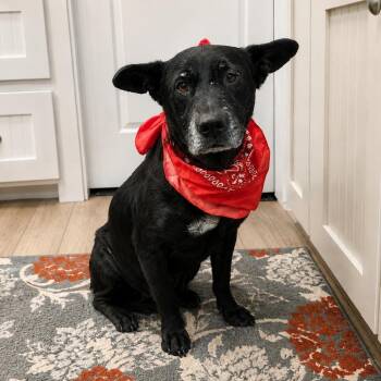 Hope -  Labrador Retriever and Mixed Breed Dog for Adoption in Oak Point, Texas - Hope | PetCurious