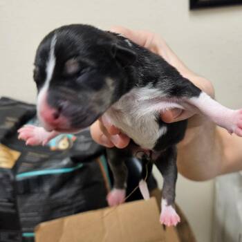 1 -  Mixed Breed Dog for Adoption in Lake Panasoffkee, Florida - 1 | PetCurious