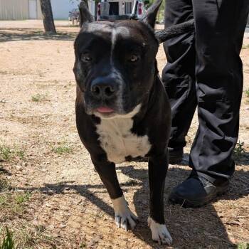 Greeno -  Pit Bull Terrier and Cattle Dog Dog Available for Adoption in Buchanan Dam, Texas - Greeno | PetCurious
