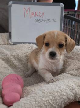 Marcy -  Beagle and Schnauzer Dog for Adoption in Indianapolis, Indiana - Marcy | PetCurious