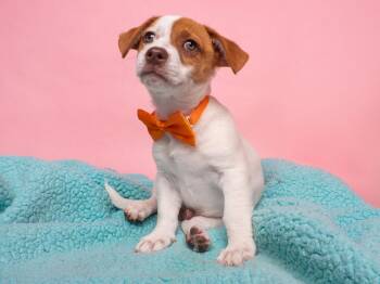 Dachshund and Jack Russell Terrier Dogs Available for Adoption in Palo Alto, California - Candy: Oh Henry | PetCurious