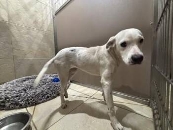 Pit Bull Terrier and Mixed Breed Dogs Available for Adoption in Honolulu, Hawaii - Aurora | PetCurious