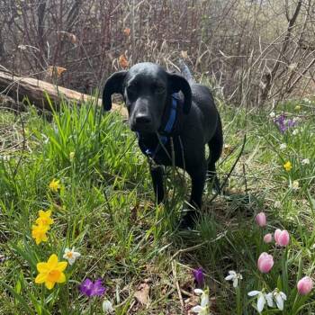 German Shepherd Dog Dogs Available for Adoption in Midway, Utah - Ringo | PetCurious