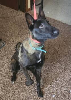TESSA -  Belgian Shepherd Malinois Dog for Adoption in San Antonio, Texas - TESSA | PetCurious