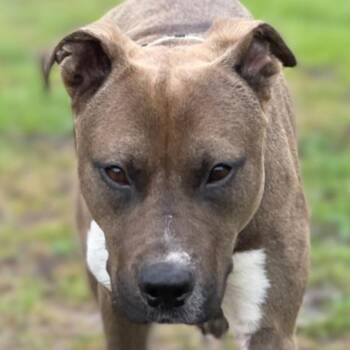 Rescue American Staffordshire Terrier and Pit Bull Terrier Dogs for Adoption in Shiner, Texas - Ronnie | PetCurious