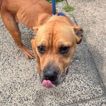 Brownie -  Pit Bull Terrier Dog for Adoption in Philadelphia, Pennsylvania - Brownie | PetCurious