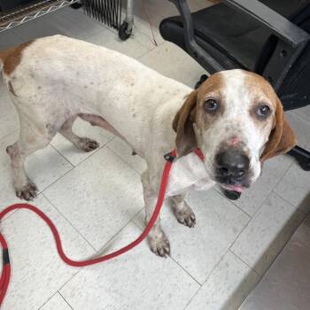 Mixed Breed Dogs Available for Adoption - Baby | PetCurious