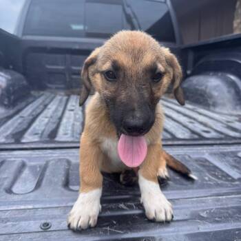 Ace - Scheduled 7/20 -  Shepherd Dog for Adoption in West Plains, Missouri - Ace - Scheduled 7/20 | PetCurious