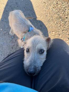 Macchiato -  Wirehaired Dachshund and Mixed Breed Dog for Adoption in Fort Collins, Colorado - Macchiato | PetCurious