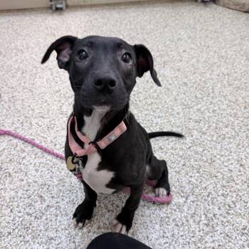 Andromeda -  Mixed Breed Dog for Adoption in Auburn, Alabama - Andromeda | PetCurious