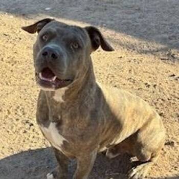 American Bully Dogs Available for Adoption - Dyson | PetCurious