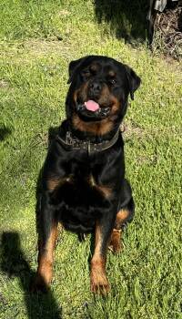 Rescue Rottweiler Dogs for Adoption in Woodland, California - Phil | PetCurious