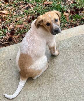 Great Pyrenees and English Coonhound Dogs Available for Adoption - Carlee | PetCurious