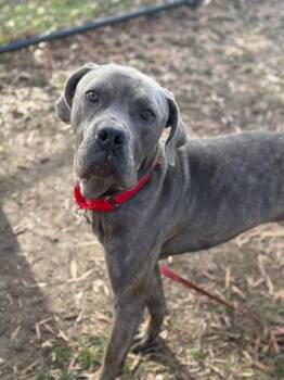 Mixed Breed Dogs Available for Adoption - Asgore | PetCurious