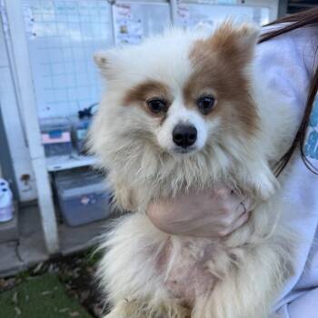 Pomeranian Dogs Available for Adoption - Mimi | PetCurious