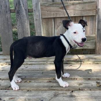 TNGC-Stray-1323_2 -  Mixed Breed Dog for Adoption in Pulaski, Tennessee - TNGC-Stray-1323_2 | PetCurious