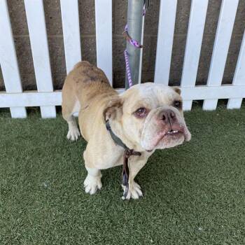 A613801 -  English Bulldog and Mixed Breed Dog for Adoption in Modesto, California - A613801 | PetCurious