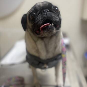 Lola -  Pug Dog for Adoption in Riverside, California - Lola | PetCurious