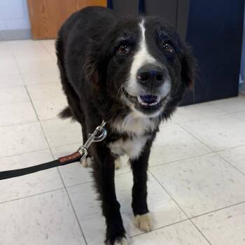 Border Collie and Mixed Breed Dogs Available for Adoption in Jacksonville, Arkansas - Anita| Linda | PetCurious