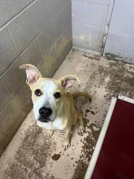 Biscotti -  Boxer and Pit Bull Terrier Dog for Adoption in Troy, Ohio - Biscotti | PetCurious