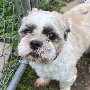 Dallas -  Shih Tzu and Bichon Frise Dog for Adoption - Dallas | PetCurious