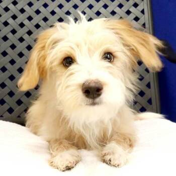 Dolly -  Australian Shepherd Dog for Adoption in Midland, Texas - Dolly | PetCurious