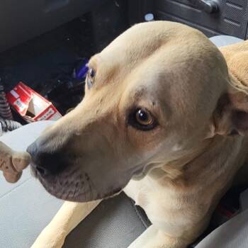 George -  Coonhound and Yellow Labrador Retriever Dog for Adoption in Rockdale, Texas - George | PetCurious
