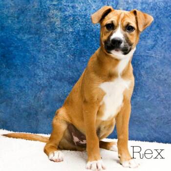 Boxer and Mixed Breed Dogs Available for Adoption in Casa Grande, Arizona - Rex | PetCurious